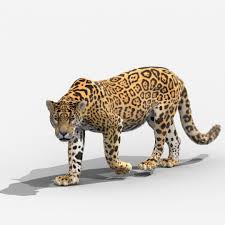 2020 Panthera Onca 3d Model In 2020 Panthera Animals 3d Model