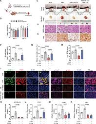 Adenosine-ADORA2A Promotes Ang-Induced Angiogenesis in Intrauterine Growth  Restriction Placenta via the Stat3Akt Pathway | Arteriosclerosis,  Thrombosis, and Vascular Biology