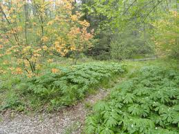 Image result for Podophyllum  peltatum