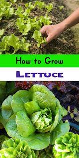 How To Grow Lettuce Growing Lettuce Romaine Lettuce Growing Growing Vegetables