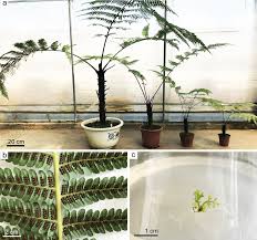 Image result for Pteris atrovirens