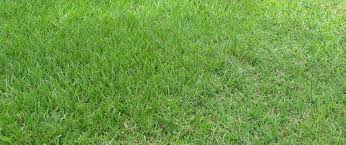 How to create a green yard from zoysia seed? All You Need To Know About Bahiagrass