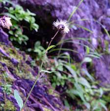 Image result for Eriosema robinsonii