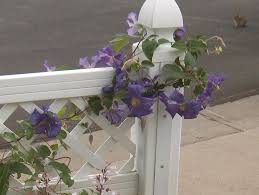 Check spelling or type a new query. Jackmanii Clematis Vine Photograph By Paul Phyllis Stuart