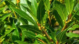 Image result for bay leaf bush foto