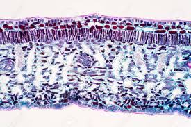This is a description of a leaf cross section at the cellular level.leaves contain a number of different tissues and cell types arranged in a particular way. Cross Section Leaf Of Plant Under The Microscope View For Education Stock Photo Picture And Royalty Free Image Image 131282535