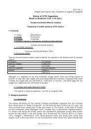 Image result for Stolzia cupuligera