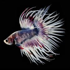 Male Crowntail Betta Betta Fish Tank Betta Fish