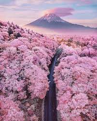 Blossom Explosion Mount Fuji Fujiyama Japan Blossom Explosion Mount Fuji Fujiyama Japan Pic Nature Photography Beautiful Nature Cherry Blossom Japan
