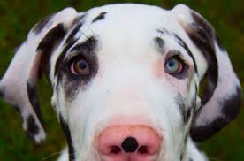 Great temperments very playful and easily taught. Rocky Mountain Great Dane Rescue Rescuing Great Danes