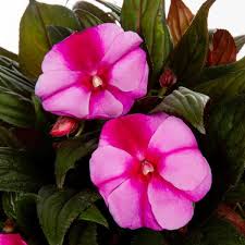 Image result for Impatiens irvingii
