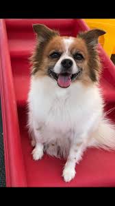 From dogs, cats, birds, fish and even reptiles we have anything you are looking for found in our convenient stores. Houston Dog Daycare Boarding Grooming Dogs R Dogs