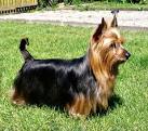 Australian Silky Terrier - Wikipedia