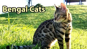 Here, you'll find free impartial advice from a longtime owner. Ideal Companion Bengal Cat Photography Bengal Cat Wild Cat Breeds