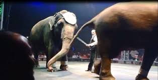 5 Circuses That Need To Get Rid Of Elephant Acts Now Animals Elephant Parks And Recreation