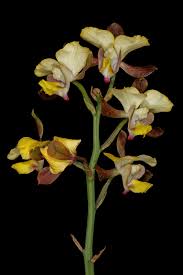 Image result for Eulophia streptopetala