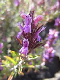 Image result for Endostemon villosus