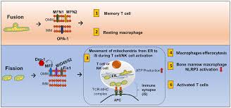 Check spelling or type a new query. Frontiers Diverse Roles Of Mitochondria In Immune Responses Novel Insights Into Immuno Metabolism Immunology