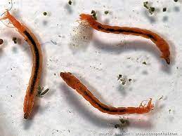 Vers De Vase Definition