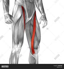 It is the junction of the thigh and the leg and is a hinge joint. Concept Conceptual 3d Image Photo Free Trial Bigstock