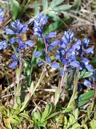 Image result for Polygala gazensis