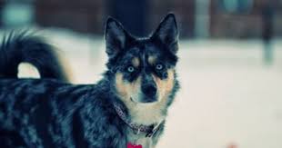 Obsessing Cute Dogs Breeds Cattle Dogs Mix Husky Mix