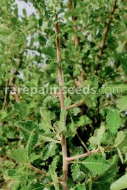 Image result for Commiphora africana