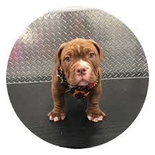 We customize each groom based on your pet's comfort level. Mobile Pet Grooming Pembroke Pines Mobile Dog Grooming Pembroke Pines