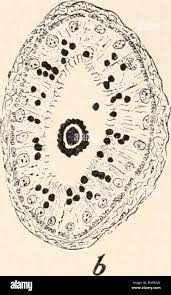 The Biological bulletin. Biology; Zoology; Biology; Marine Biology. IP  '8££v*. two-thirds of which are comparatively thin walled and lined with  ciliated cells, while the last third has a non-ciliated epi- thelial