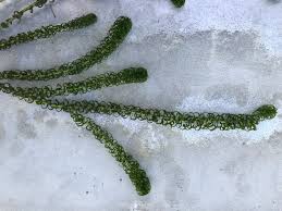 Image result for Lagarosiphon major