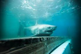 Don't know for sure, but i'd guess it was the april issue of the magazine that published this. A Great White Shark Was In Long Island Sound Or Maybe Not The New York Times