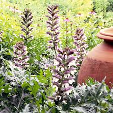 Image result for Acanthus polystachyus