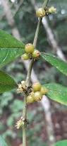 Image result for Pauridiantha paucinervis