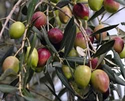 In winter months, olive trees may require additional humidity in heated rooms. Olives Sunnyside Nursery