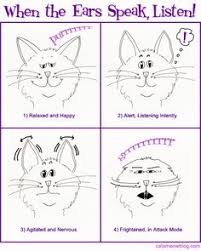 Cat Body Language Cat Language Cat Behavior Cat Body