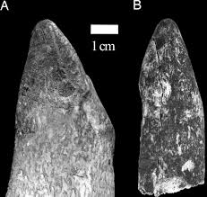 Image result for Raphionacme welwitschii