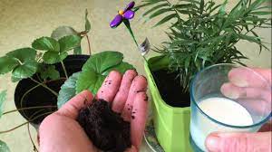 Sites sur la même thématique. Le Lait Le Marc De Cafe Et Les Plantes Youtube