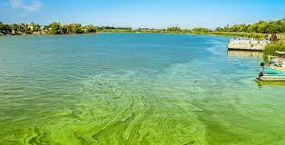 See full list on anicura.se Algblomning En Potentiell Livsfara For Hunden Brukshunden