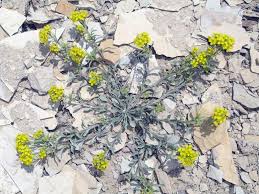 Image result for Psydrax parviflora