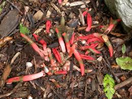 Image result for Mutinus elegans