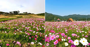 Check spelling or type a new query. 8 Stunning Places In The Philippines That Look Like Japan