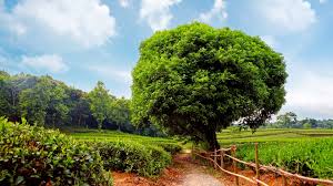 40 خلفية مدهشة من الطبيعة Amazing Nature Full Hd Wallpapers اكوام