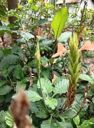 Image result for Crossandra greenstockii