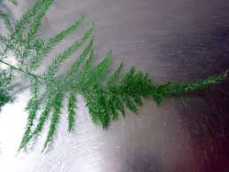 Image result for Asparagus petersianus