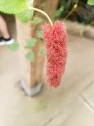 Image result for Acalypha hispida