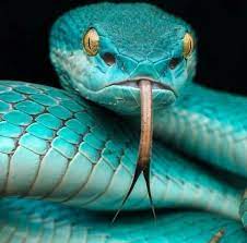 Rarest Animals In The World Meowlogy Rare Animals Viper Snake Reptiles