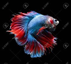 Males in particular are prone to high levels of aggression and will attack each other if housed in the same tank. Betta Fish Siamese Fighting Fish Betta Splendens Fullmoon Stock Photo Picture And Royalty Free Image Image 61211607