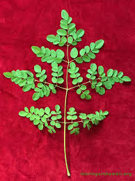 Image result for Moringa oleifera