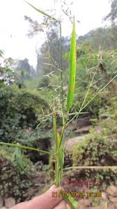 Image result for Capillipedium