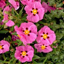 Cistus Purpureus Deer Resistant Plants Flowers Backyard Plants